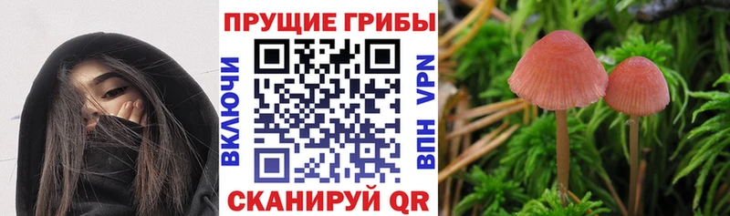 как найти закладки  Полесск  Галлюциногенные грибы мухоморы 